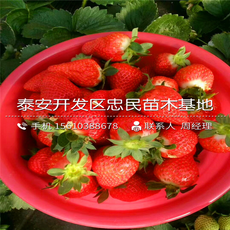 我想买坎东噶草莓苗坎东噶草莓苗一株多少钱