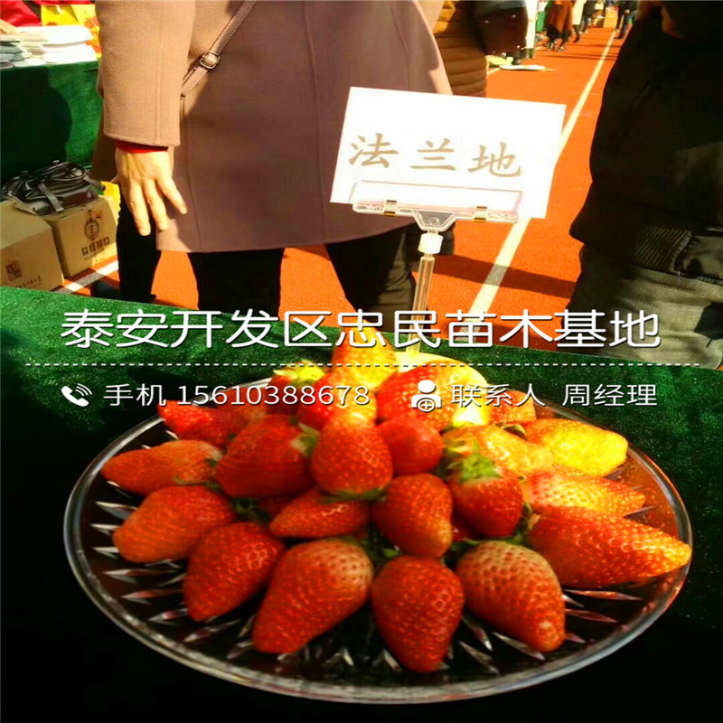 出售红花草莓苗红花草莓苗销售价格