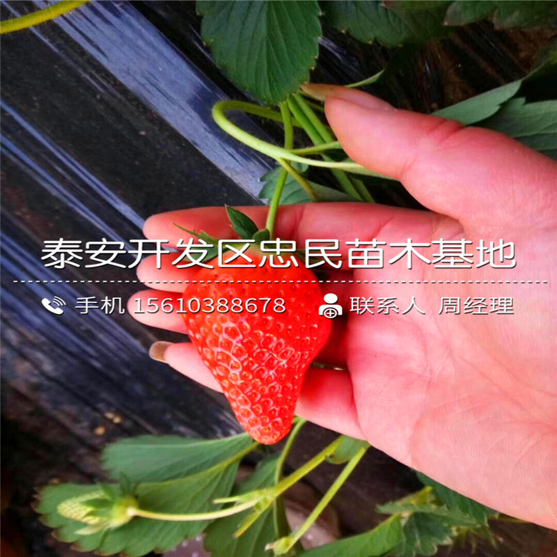 妙香7号草莓苗简介妙香7号草莓苗新品种