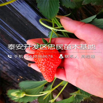 新品种吉马草莓苗吉马草莓苗多少钱