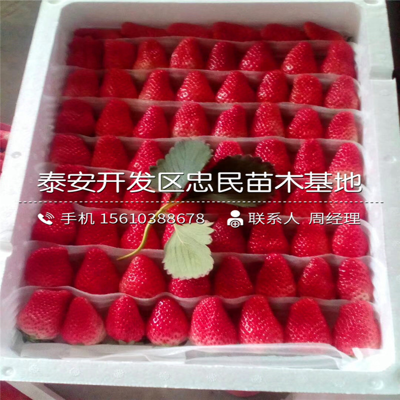 新品种一号草莓苗一号草莓苗批发厂家