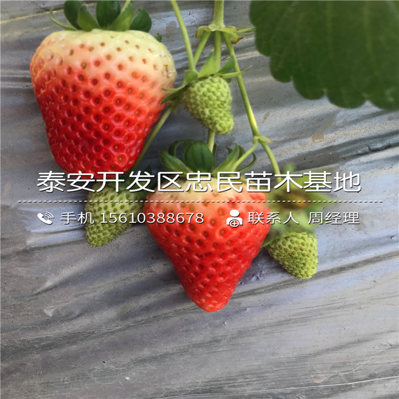 艾沙草莓苗一棵多少钱艾沙草莓苗出售价格