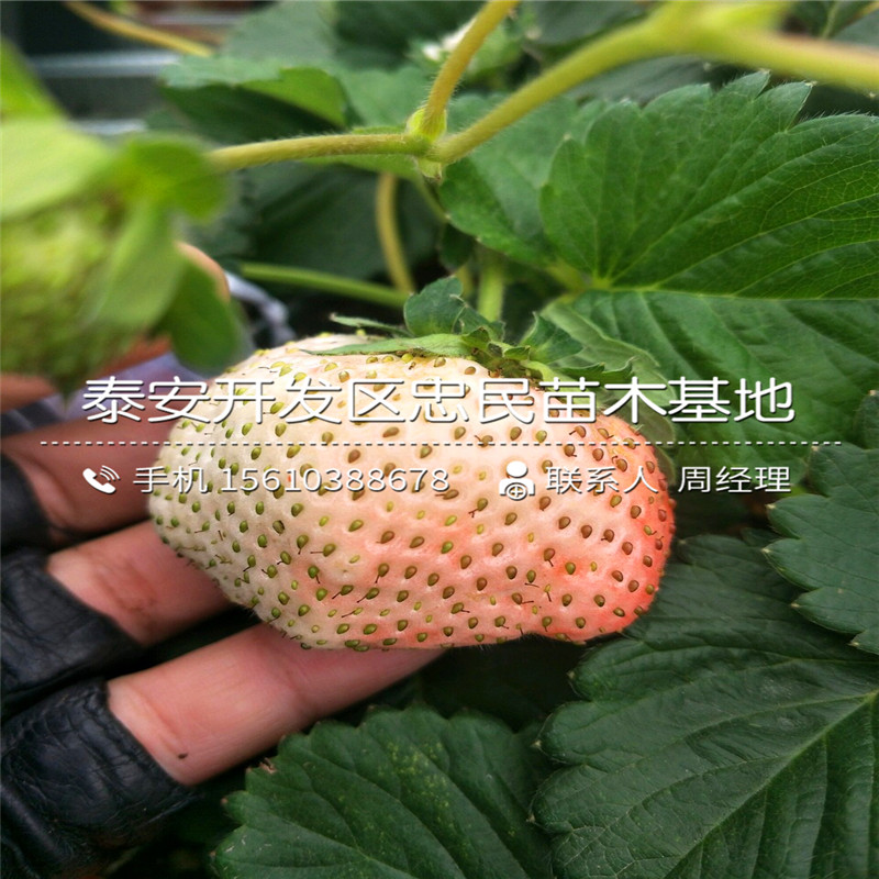 出售宝交草莓苗宝交草莓苗价格多少