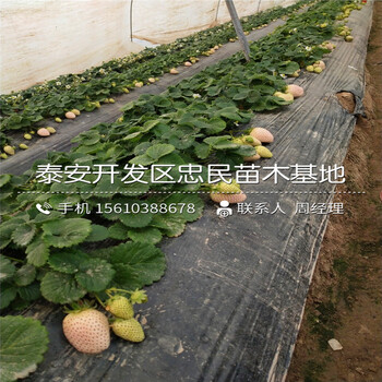 丰香草莓苗种植基地丰香草莓苗哪里有卖