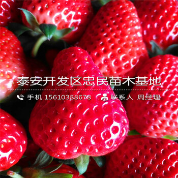 批發(fā)貴美人草莓苗貴美人草莓苗出售價錢