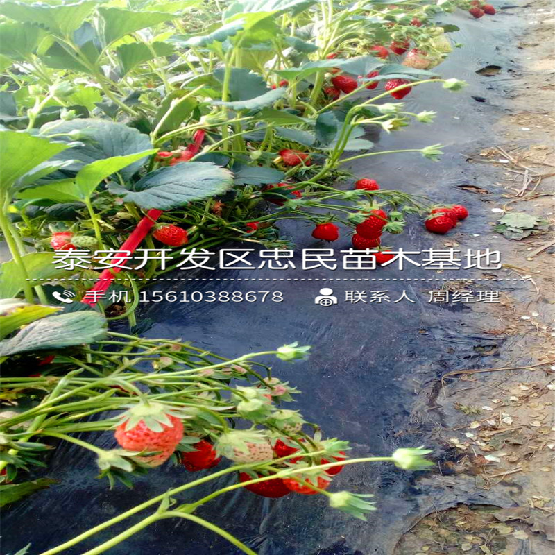 公主草莓苗一亩地栽多少棵公主草莓苗怎么种