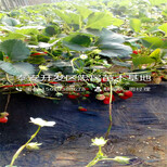 2018年日本99草莓苗日本99草莓苗出售批发图片0