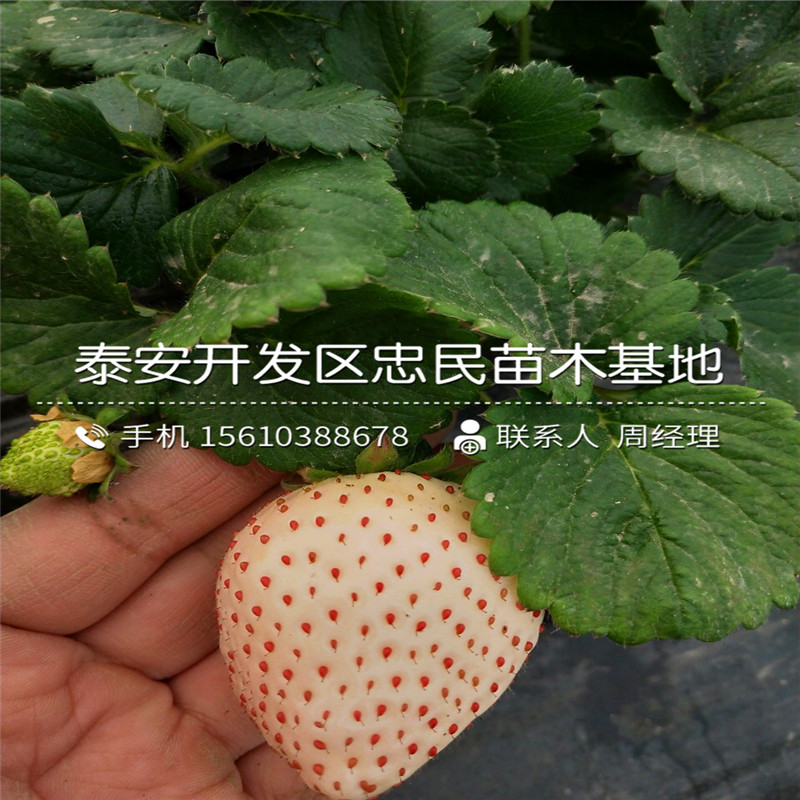 批发艳丽草莓苗艳丽草莓苗哪里有