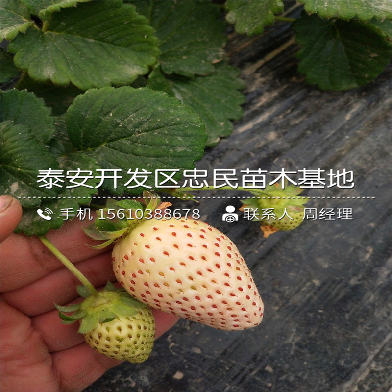 草莓秧苗草莓苗出售基地草莓秧苗草莓苗出售