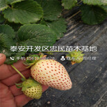 书香草莓苗价位书香草莓苗一棵多少钱图片5
