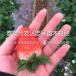 艾尔巴草莓苗多少钱一棵艾尔巴草莓苗出售图片