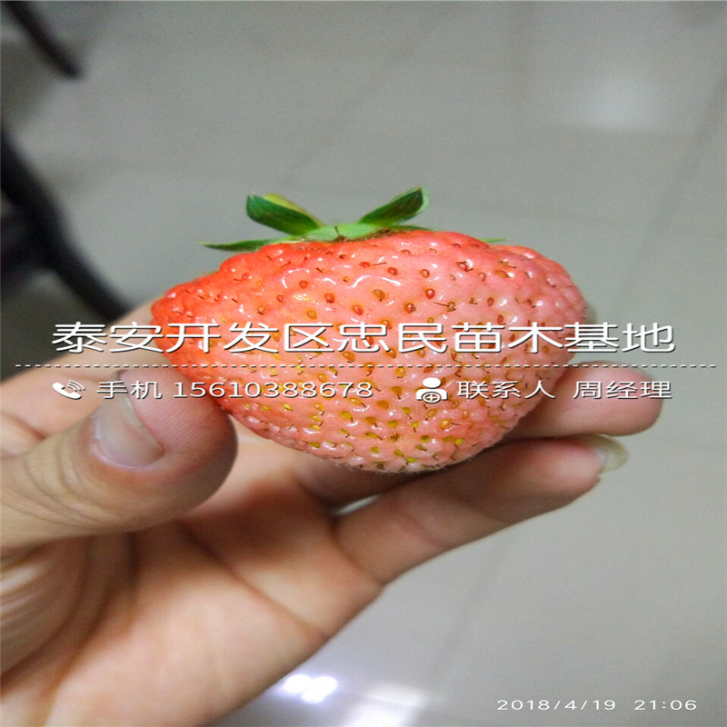 京承香草莓苗批发价格多少