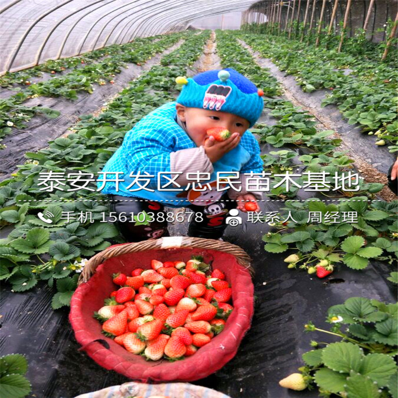 2018年艾尔巴草莓苗艾尔巴草莓苗出售批发