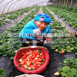 哈尼草莓苗种植基地哈尼草莓苗价格多少图片5