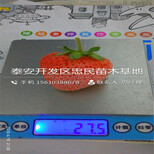 四季塞娃草莓苗出售基地四季塞娃草莓苗栽培技术图片2