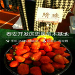 红玫瑰草莓苗多少钱一棵红玫瑰草莓苗供应价格图片0