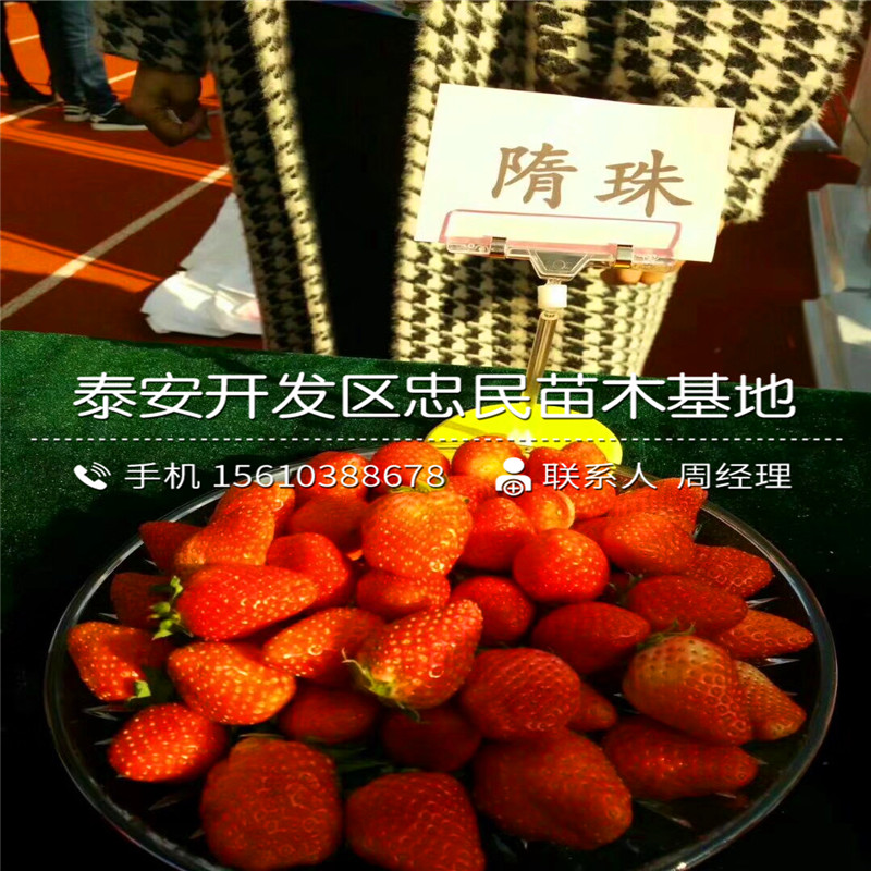 新品种法兰地草莓苗法兰地草莓苗批发单价