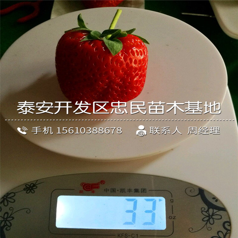 我想买红实美草莓苗红实美草莓苗出售价格是多少