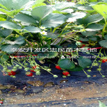 2018年日本99草莓苗日本99草莓苗出售批发图片2