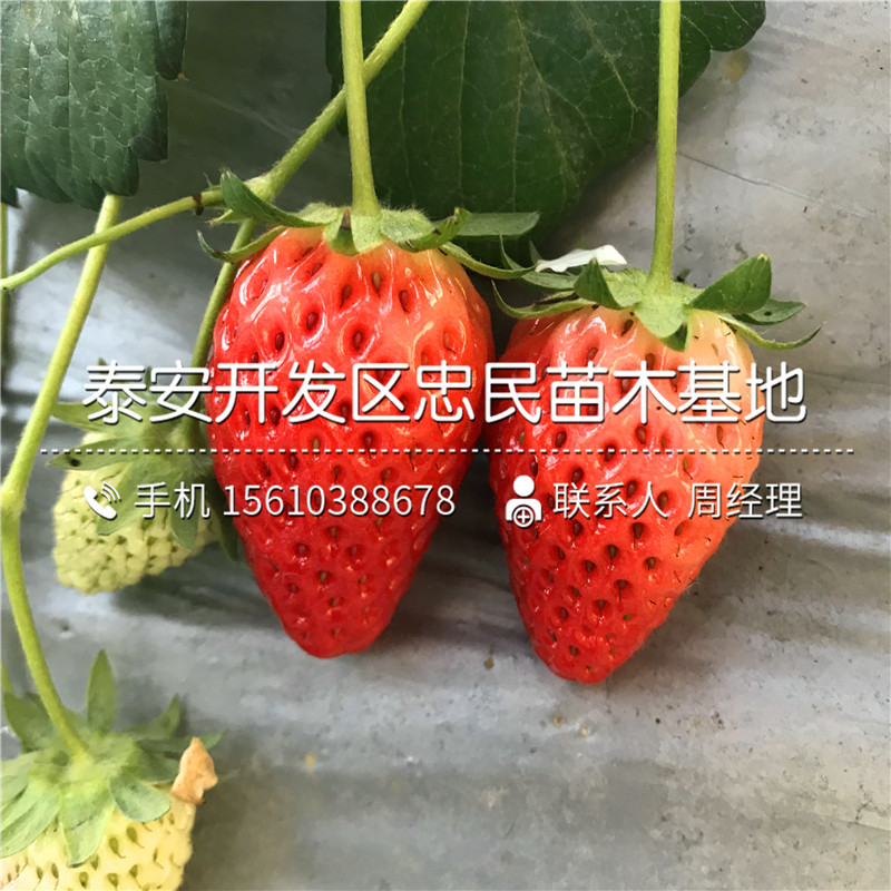 奥巴草莓苗什么时间成熟奥巴草莓苗一亩地产多少斤