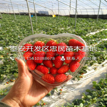 山东红玫瑰草莓苗红玫瑰草莓苗出售价位