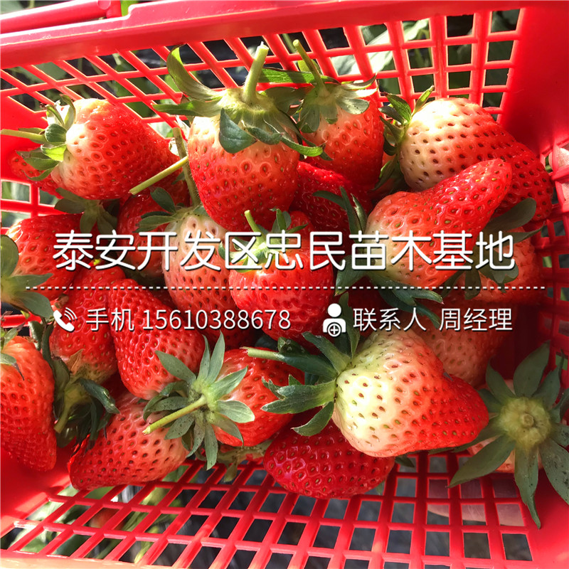 新品种京留香草莓苗京留香草莓苗哪里有卖的