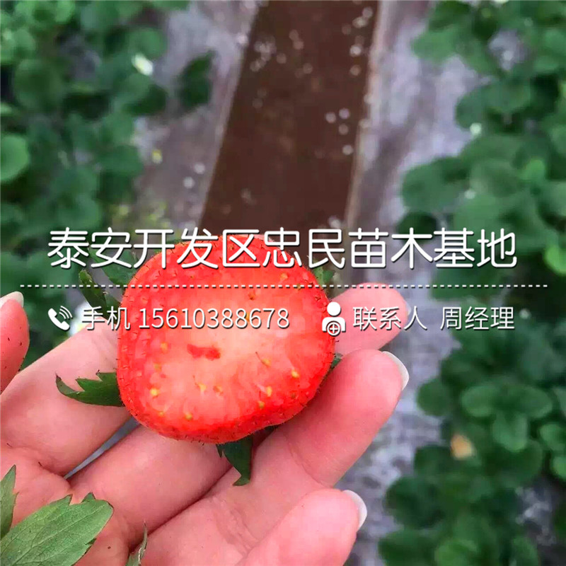塞娃草莓苗供应商塞娃草莓苗出售价格
