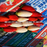 红袖添香草莓苗一亩地栽多少棵红袖添香草莓苗出售价格图片3