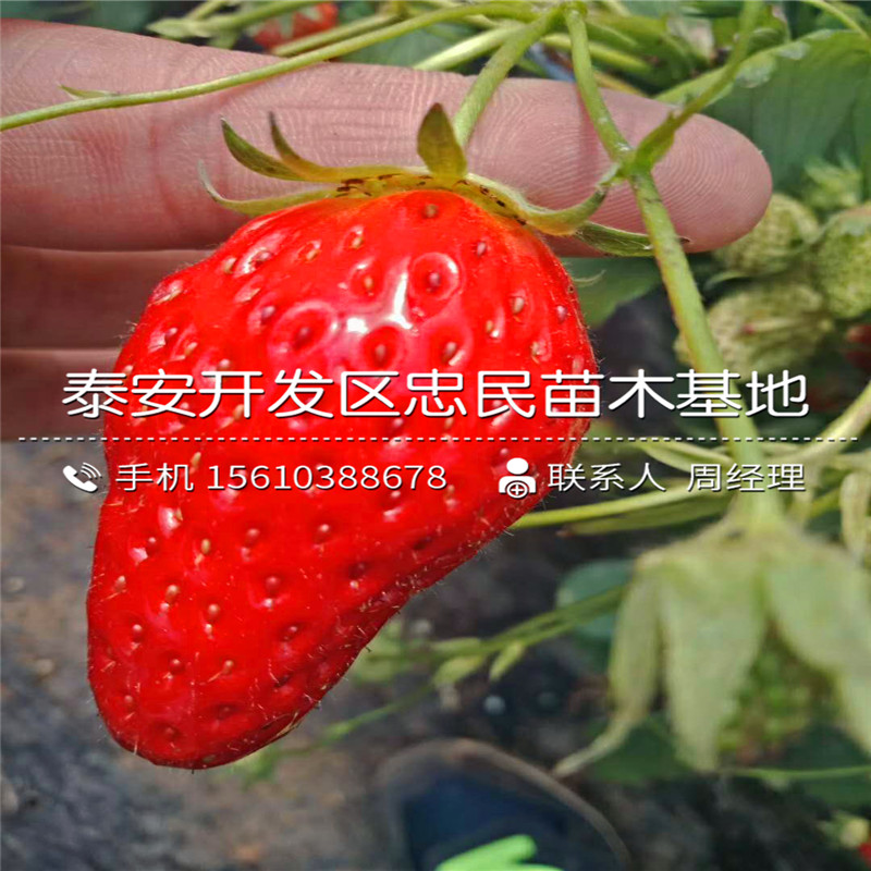 桃熏草莓苗那种好桃熏草莓苗价钱