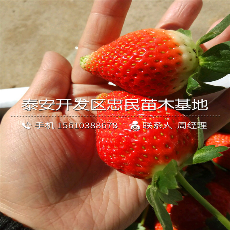 甜宝草莓苗报价