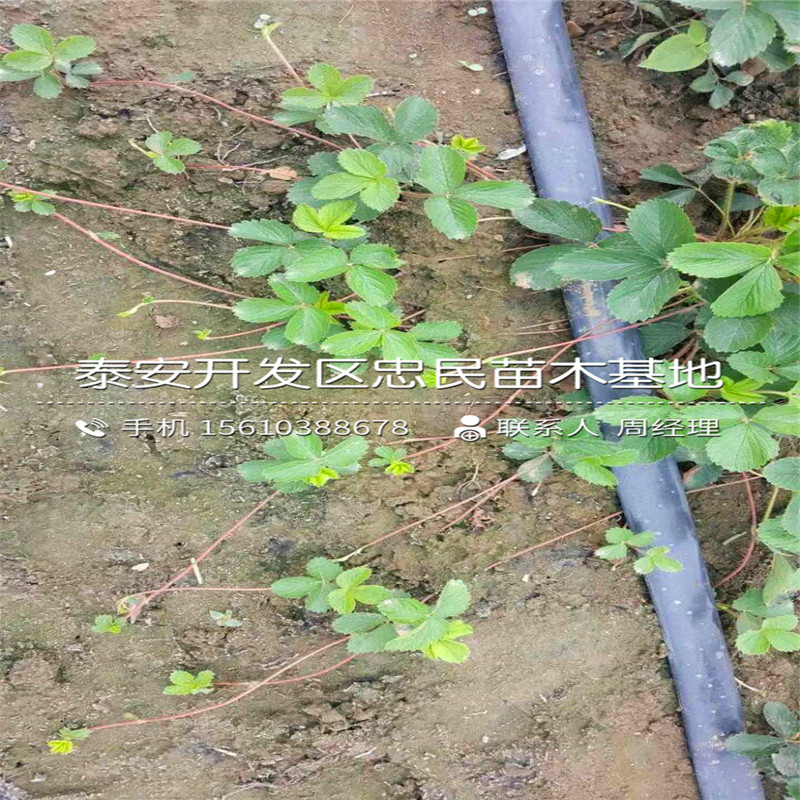 幸之花草莓苗一棵多少钱幸之花草莓苗新品种