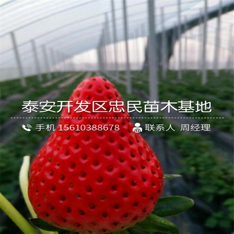哪里有四季美德莱特草莓苗四季美德莱特草莓苗批发什么价格