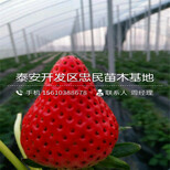 四季塞娃草莓苗出售基地四季塞娃草莓苗栽培技术图片3