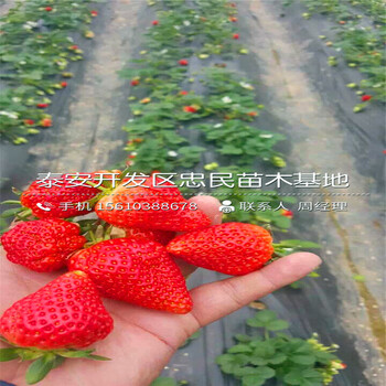 新品种京泉香草莓苗京泉香草莓苗哪里有