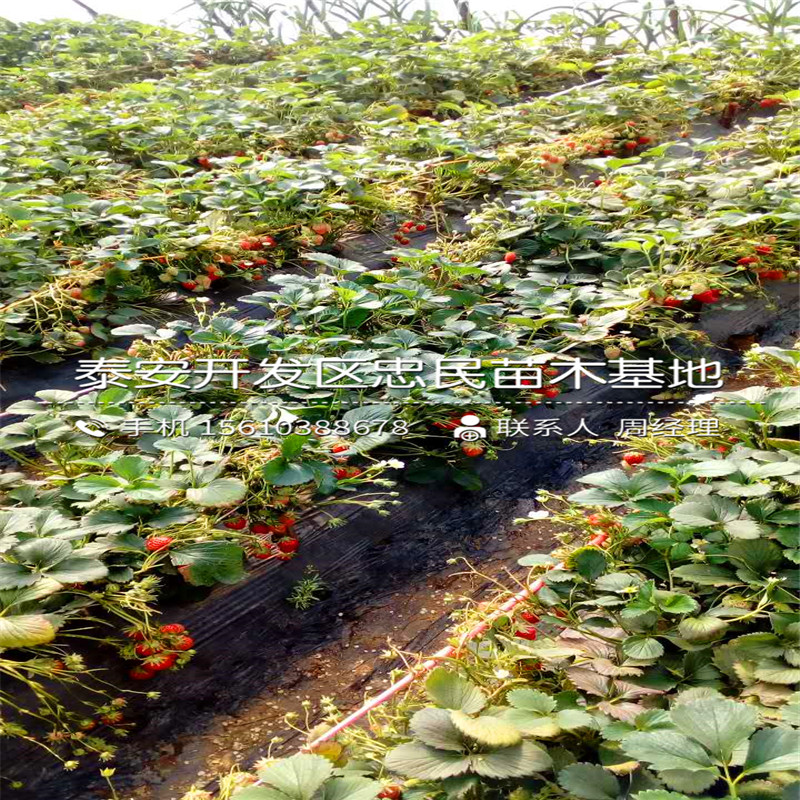 明宝草莓苗山东明宝草莓苗一亩地产多少斤