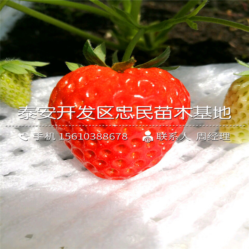 戈雷拉草莓苗什么时间成熟戈雷拉草莓苗一亩地产多少斤