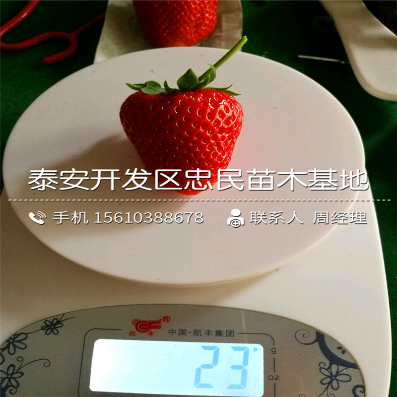我想买牛奶草莓苗牛奶草莓苗产量多少