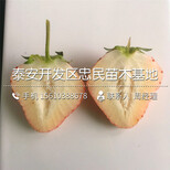 2018年日本99草莓苗日本99草莓苗出售批发图片5