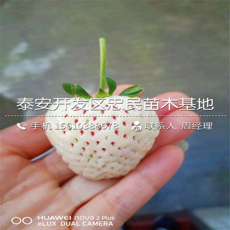 2018年日本99草莓苗日本99草莓苗出售批发
