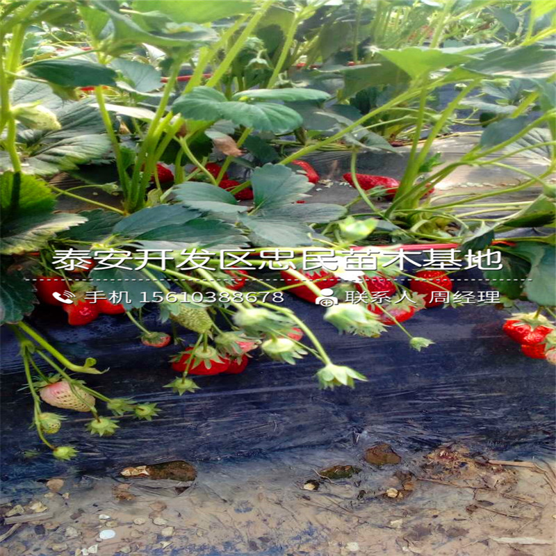 新品种卡姆萝莎草莓苗卡姆萝莎草莓苗批发单价