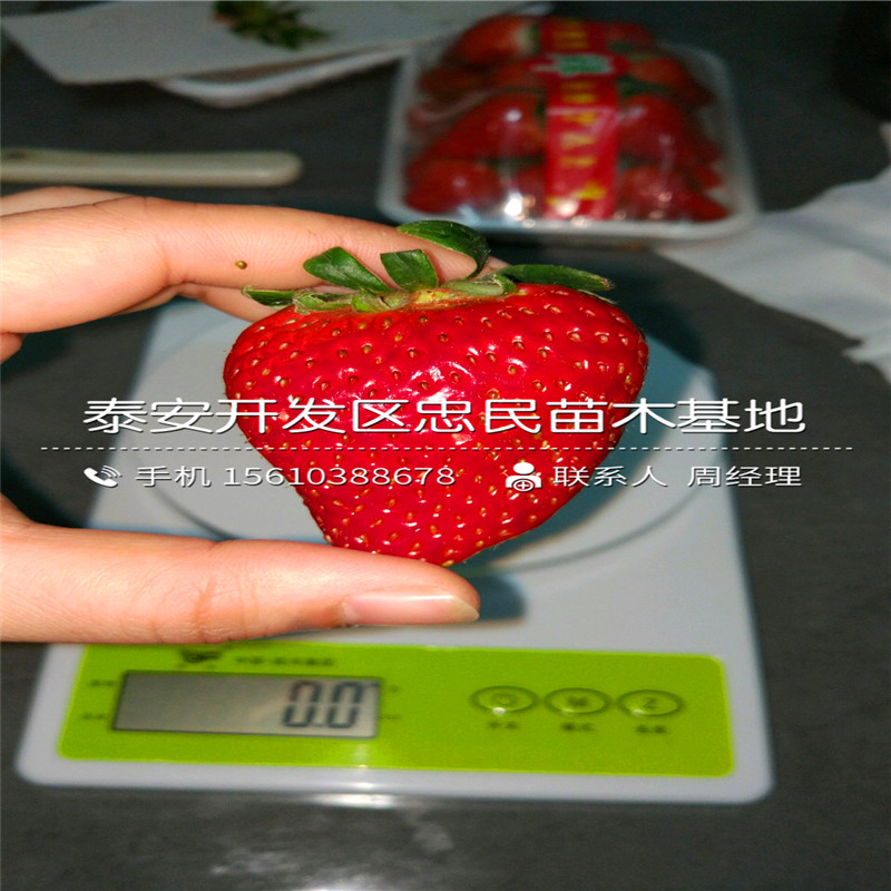 新品种枥乙女草莓苗枥乙女草莓苗批发多少钱