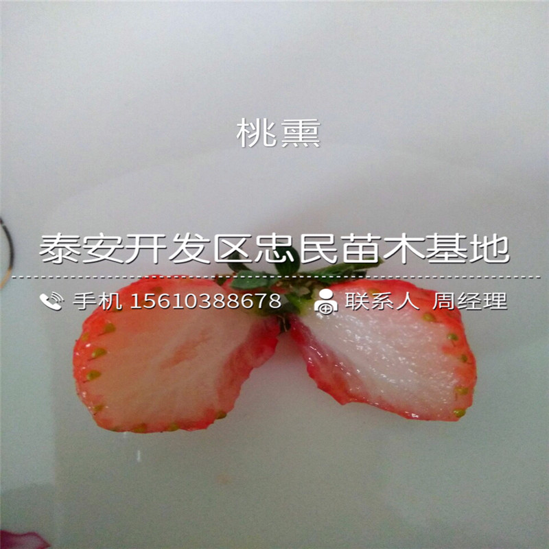 哪里有牛奶草莓苗牛奶草莓苗价格哪里便宜