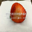 新品种爱莎草莓苗爱莎草莓苗批发出售
