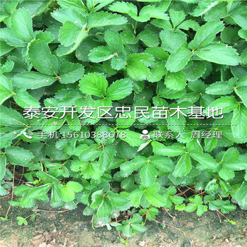九香草莓苗批發(fā)基地