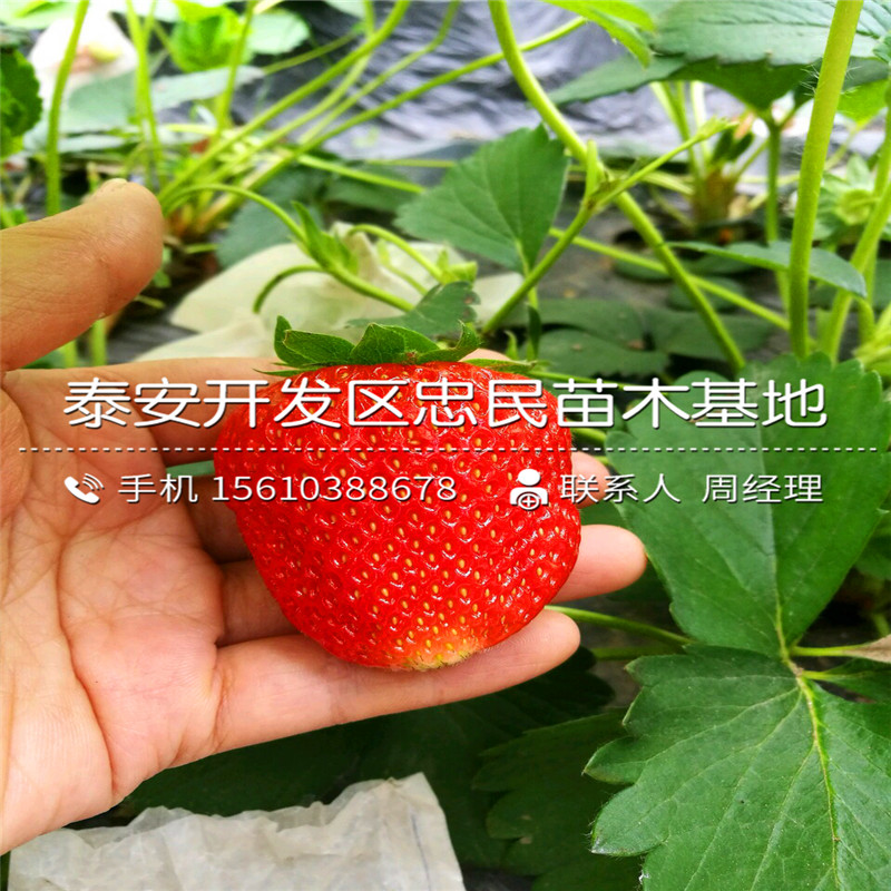 我想买明宝草莓苗明宝草莓苗价钱低