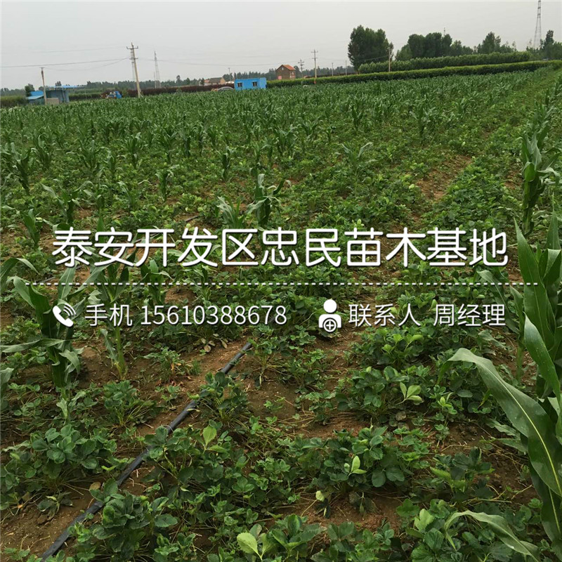 山东红夏草莓苗红夏草莓苗出售价格