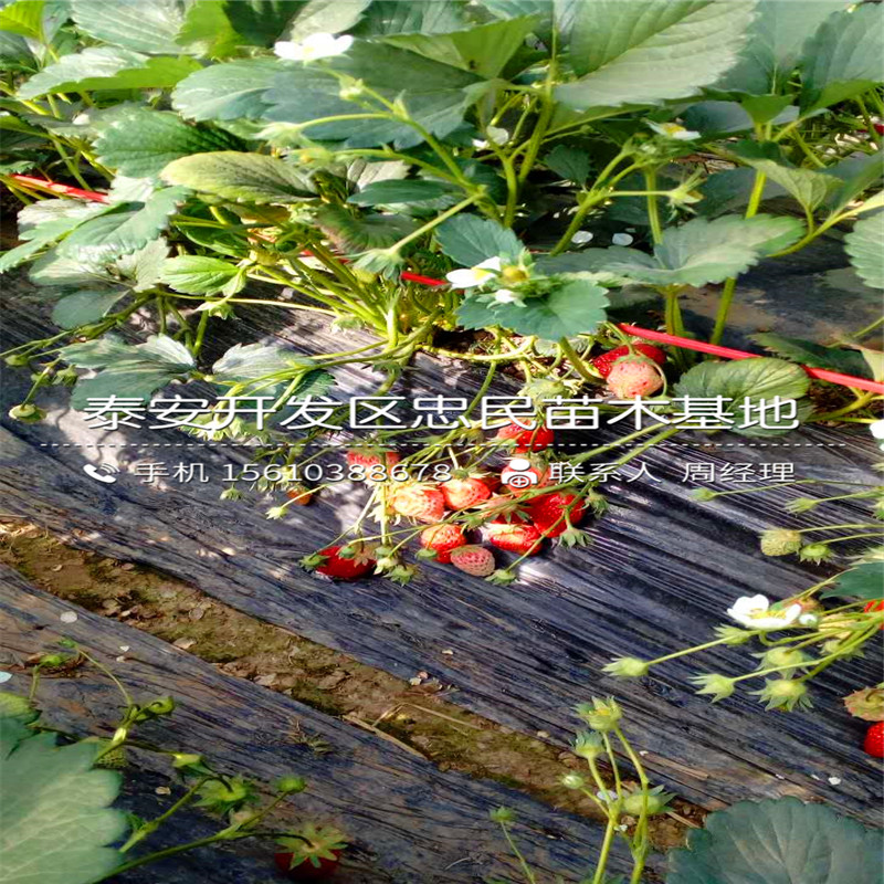 山东红珍珠草莓苗红珍珠草莓苗哪里批发