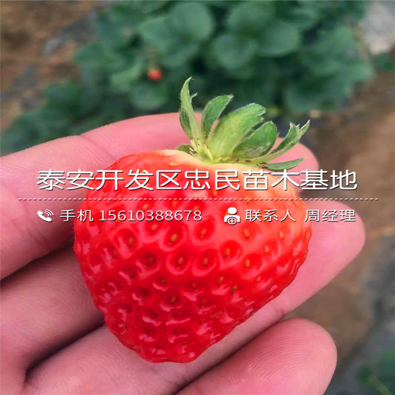 新世纪一号草莓苗批发哪里便宜
