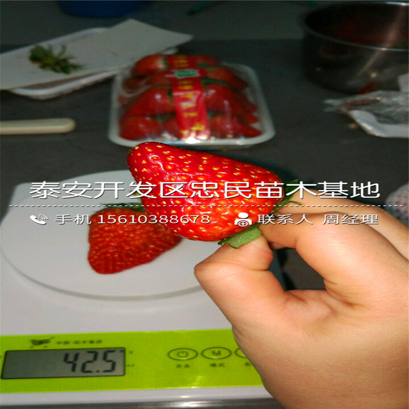 蒙特瑞草莓苗价位蒙特瑞草莓苗一亩地产多少斤