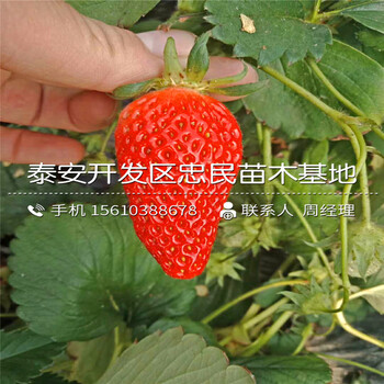 山东密宝草莓苗密宝草莓苗出售多少钱